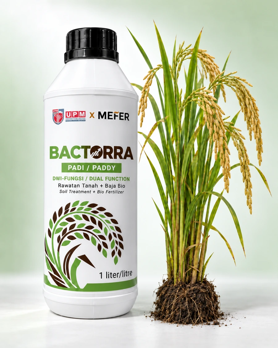 Botol Bactorra Padi bersama pokok padi