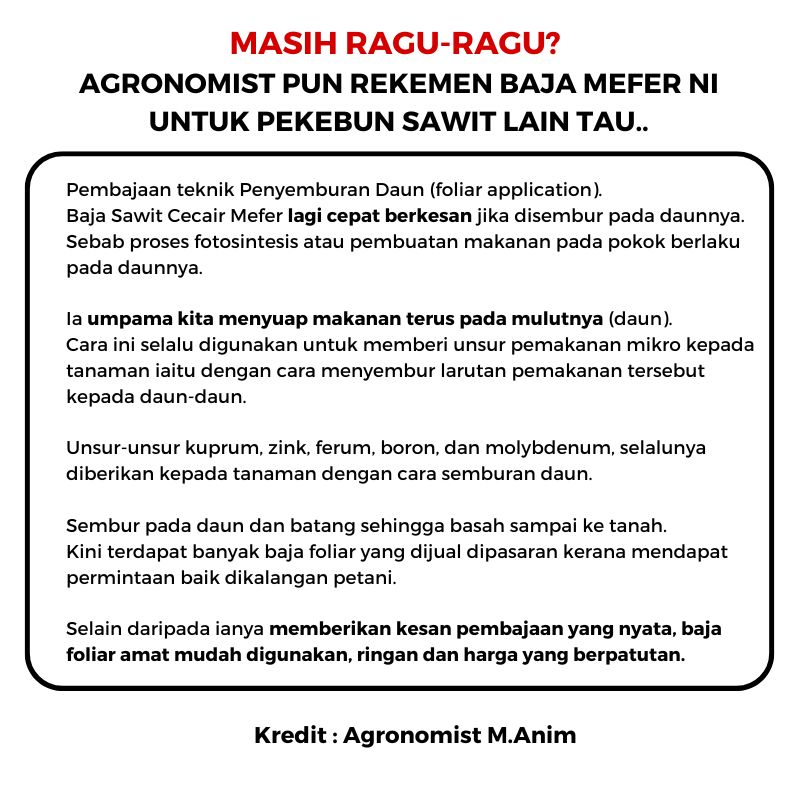 baja sawit mefer palm oil (18)