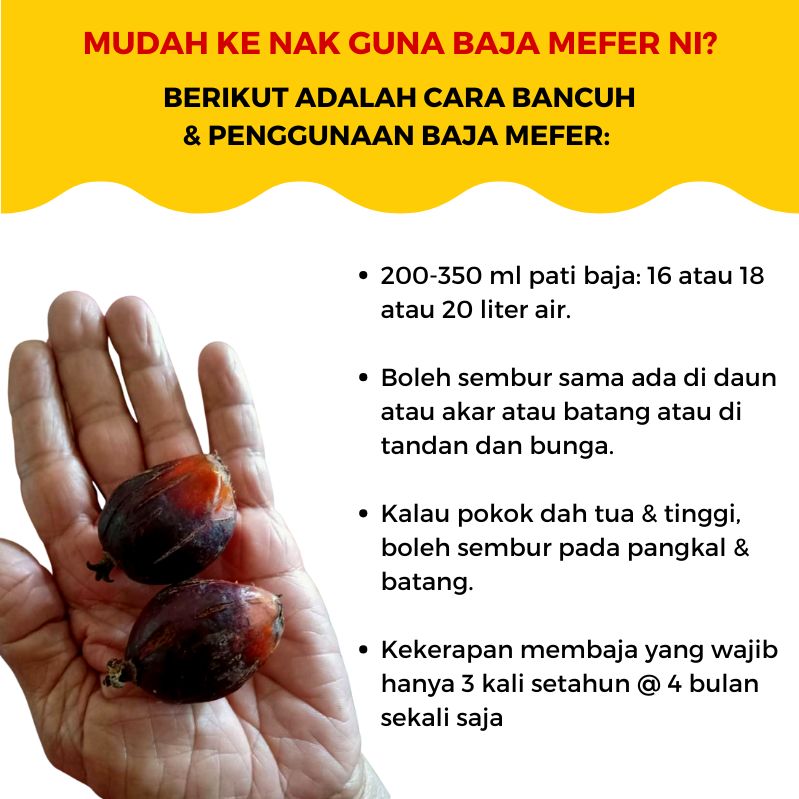 baja sawit mefer palm oil (19)