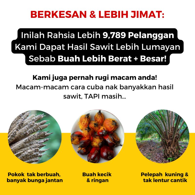 baja sawit mefer palm oil (2)