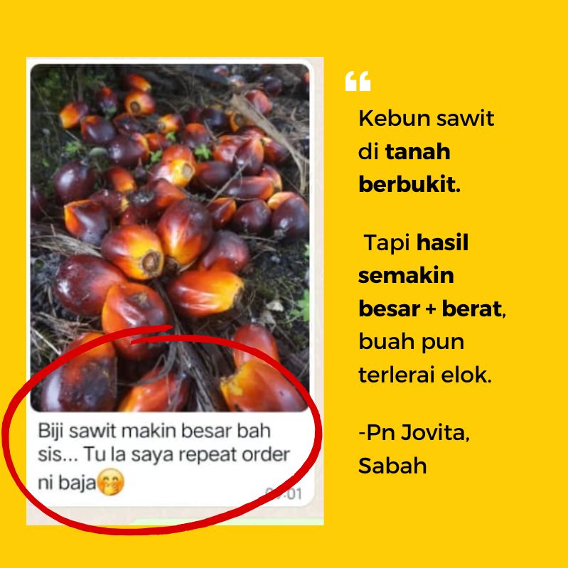 baja sawit mefer palm oil (5)