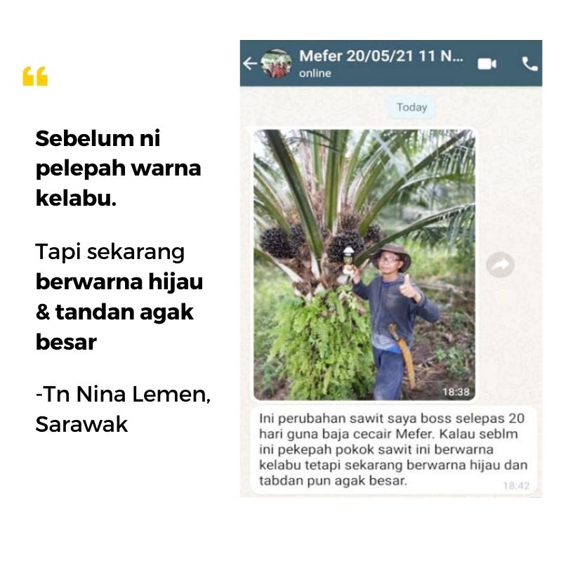 baja sawit mefer palm oil (6)
